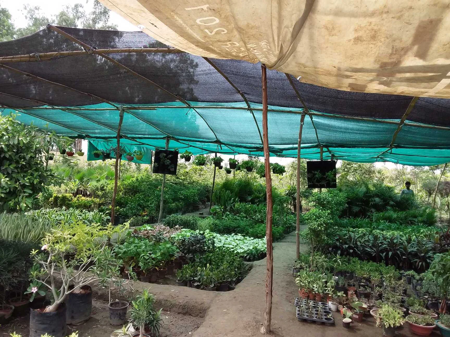 Vishnu Siddhi Nursery